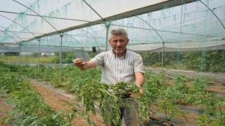 Marmaranın Küçük Antalyası tabir edilen bölgede üretilen domatesi, lekeli solgunluk virüsü vurdu