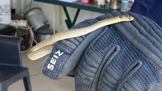 Motosikletin motor kısmına giren yılanı itfaiye yakaladı