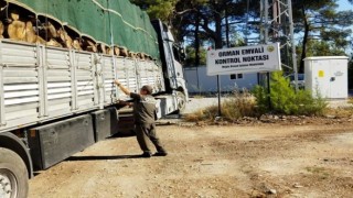 Muğla Orman Bölge Müdürlüğü denetimlerini artırdı