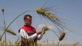 Muşta ilk defa ekimi yapılan ata tohumu buğdaydan yüksek verim bekleniyor