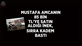 Mustafa amcanın 85 bin TL’ye satın aldığı inek, sırra kadem bastı