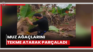 Muz ağaçlarını tekmeleyerek parçalayan dövüşçü performansıyla ilgi odağı oldu