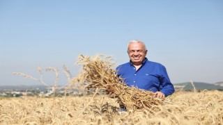 Nilüferde yerel tohumdan üretilen buğday hasadı başladı