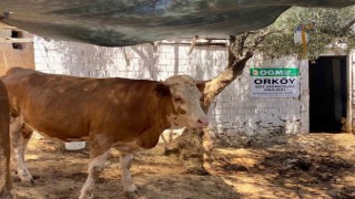 ORKÖYden orman köylüsüne destek