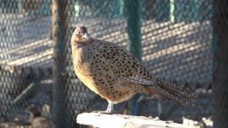 Samsundan Türkiyeye sülün