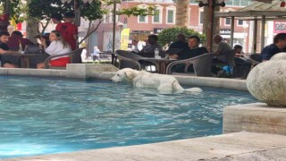 Sıcaktan bunalan köpek süs havuzunda serinledi