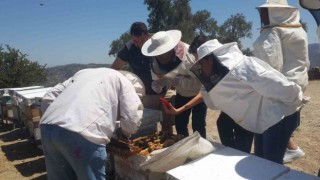 Sökede Arıcılık Kursu uygulama eğitimleri sürüyor