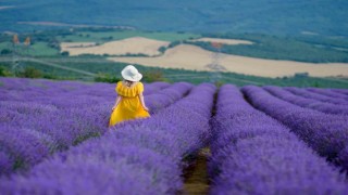 Tekirdağda 4. Lavanta Şenliği 8 Temmuzda başlıyor