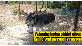 Vatandaşlardan şiddet gören ‘Kadife' yeni yuvasında yaşayacak
