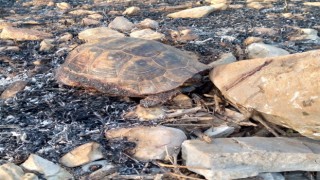 Yangında kaplumbağa telef oldu