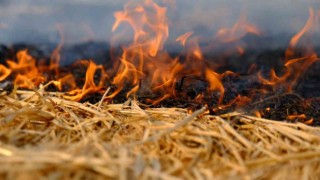 Yangınlar milli ekonomiyi ve sofrayı fazla etkilemeyecek