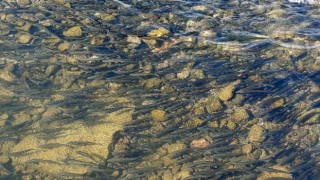 Yavru inci kefallerinin Van Gölüne dönüş göçü başladı