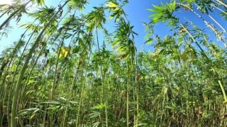 ‘Yeşil altın kenevirin son kalesi ‘Samsun