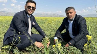 Yüksekovada nohut bereketi