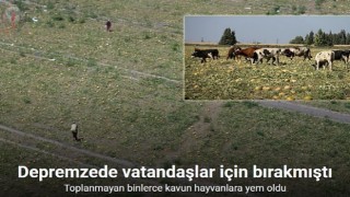 300 dönüm arazideki kavunu hayrına bırakmıştı, toplanmayan binlerce kavun hayvanlara yem oldu