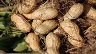 Adana Tarım ve Orman İl Müdürü Kökçüoğlu: Yer fıstığının Türkiye genelindeki üretiminin yüzde 50si ilimizde yetiştiriliyor