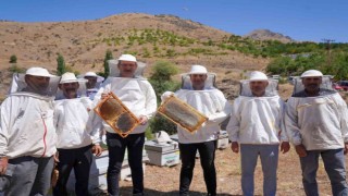 Adanada bal hasadı başladı