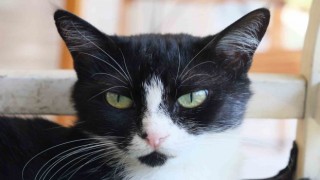 Adananın asabi kedisi Kızım psikopat çıktı