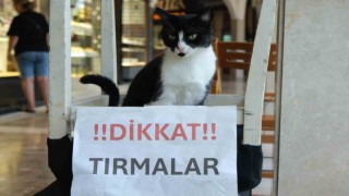 Adananın kedisi de asabi