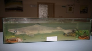 Akdeniz Üniversitesinde vahşi sergi