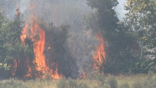 Altınözünde çıkan zeytinlik yangını itfaiye ekiplerin müdahalesiyle söndürüldü