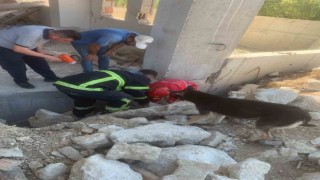 Anne köpek, yavrularını kurtaran ekiplerin başından bir an olsun ayrılmadı