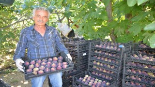 Antalyada incir hasadı başladı