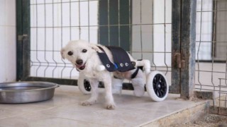 Arka ayakları kesilmiş halde bulunan köpek yürüteçle yürümeye başladı