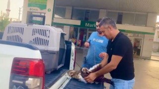 Bahçesine düşen yaralı kartalı telef olmaktan kurtardı