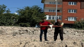 Bitkin halde bulunan leylek korumaya alındı