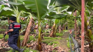 Bu bahçelere girmeyi düşünen hırsızlar iki kez düşünmek zorunda kalacak