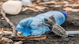 Caretta carettaların plastiklerle mücadelesi