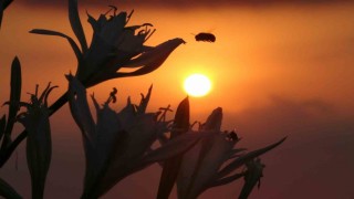 Cezası 387 bin TL: İlk kum zambakları çiçek açtı