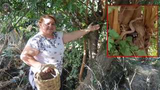 Çiftçi kadın, incir toplarken bir buçuk metrelik engerek yılanıyla karşılaştı