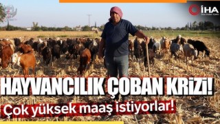 Çobanların kavurucu sıcakta zorlu mesaisi, yüksek maaş talebi çoban bulmayı zorluyor