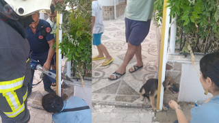Demir kapıya sıkışan yavru köpeği itfaiye kurtardı