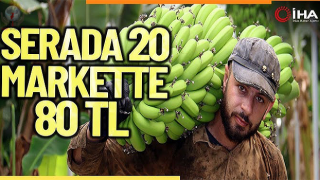 Deprem bölgesinde serada bereketli muz hasadı