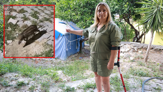 Gurbetçi kadının ilk misafirleri yaban domuzu sürüsü oldu