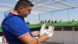 Memurluktan istifa etti, çocukluk hayalini gerçekleştirdi: Otomobil fiyatına güvercin satıyor