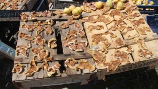 Mersinde Mut beyaz incir altın yılını yaşıyor