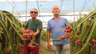 Mersinde tropikal ejder meyvesinde hasat dönemi