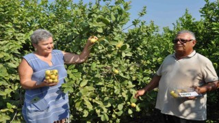 Mersinde tropikal meyve guavanın hasadına başlandı