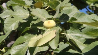 Mersinin Mut ilçesinde 29uncu İncir Festivali düzenlendi