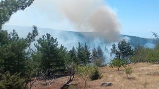 Mutta orman yangını büyümeden söndürüldü