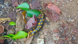 Nesli tehdit altındaki ‘sarı benekli semender Hatayda görüldü