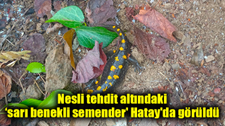 Nesli tehdit altındaki ‘sarı benekli semender' Hatay'da görüldü