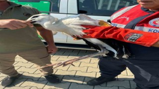 Osmaniyede cami minaresinde mahsur kalan yaralı leylek kurtarıldı
