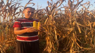 Osmaniyede sıcaklık mısırda verimi düşürdü