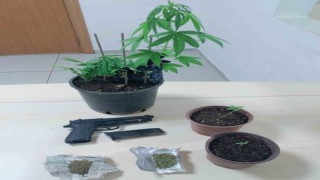 Saksıda kenevir yetiştiren şahıs yakalandı