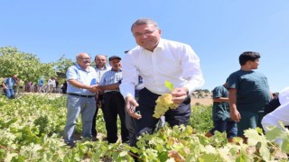 Silifkede sofralık üzüm hasadı başladı